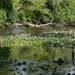 A view of the Huron River as DTE and the DEQ's clean up at the former MichCon site in Ann Arbor.  Melanie Maxwell I AnnArbor.com